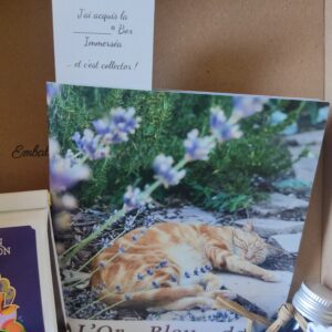 Box Tourisme : L'Or Bleu de Provence – Image 5